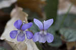 Prostrate blue violet